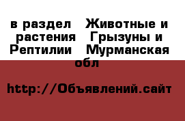  в раздел : Животные и растения » Грызуны и Рептилии . Мурманская обл.